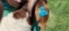 1X BOER GOAT FLOCK BUCK SHONGOLOLO BOERBOKSTOET - 3