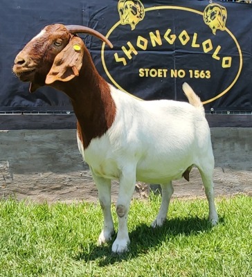 1X BOER GOAT PREGNANT FLOCK DOE SHONGOLOLO BOERBOKSTOET