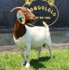 1X BOER GOAT PREGNANT FLOCK DOE SHONGOLOLO BOERBOKSTOET - 2