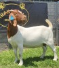 1X BOER GOAT PREGNANT FLOCK DOE SHONGOLOLO BOERBOKSTOET - 3