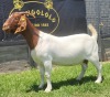 1X BOER GOAT PREGNANT FLOCK DOE SHONGOLOLO BOERBOKSTOET - 4