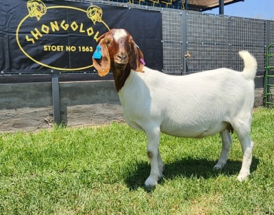 1X BOER GOAT PREGNANT FLOCK DOE SHONGOLOLO BOERBOKSTOET