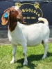 1X BOER GOAT PREGNANT FLOCK DOE SHONGOLOLO BOERBOKSTOET - 2