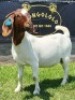 1X BOER GOAT PREGNANT FLOCK DOE SHONGOLOLO BOERBOKSTOET - 2