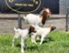 1+2X BOER GOAT FLOCK DOE SHONGOLOLO BOERBOKSTOET