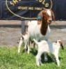 1+2X BOER GOAT FLOCK DOE SHONGOLOLO BOERBOKSTOET - 2