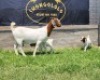 1+2X BOER GOAT FLOCK DOE SHONGOLOLO BOERBOKSTOET - 4