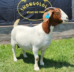 1X BOER GOAT PREGNANT FLOCK DOE SHONGOLOLO BOERBOKSTOET