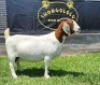1X BOER GOAT PREGNANT FLOCK DOE SHONGOLOLO BOERBOKSTOET - 2
