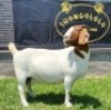 1X BOER GOAT PREGNANT FLOCK DOE SHONGOLOLO BOERBOKSTOET - 3