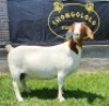 1X BOER GOAT PREGNANT FLOCK DOE SHONGOLOLO BOERBOKSTOET - 4