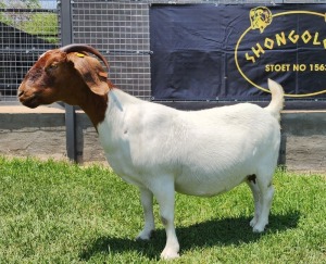 JUDGES CHOICE - 1X BOER GOAT PREGNANT STUD DOE SHONGOLOLO BOERBOKSTOET