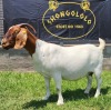 JUDGES CHOICE - 1X BOER GOAT PREGNANT STUD DOE SHONGOLOLO BOERBOKSTOET - 2