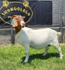 JUDGES CHOICE - 1X BOER GOAT PREGNANT STUD DOE SHONGOLOLO BOERBOKSTOET - 3