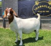 JUDGES CHOICE - 1X BOER GOAT PREGNANT STUD DOE SHONGOLOLO BOERBOKSTOET - 4