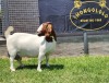 1+1X BOER GOAT STUD DOE SHONGOLOLO BOERBOKSTOET