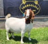 1+1X BOER GOAT STUD DOE SHONGOLOLO BOERBOKSTOET - 2