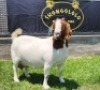 1+1X BOER GOAT STUD DOE SHONGOLOLO BOERBOKSTOET - 2