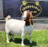 1+1X BOER GOAT STUD DOE SHONGOLOLO BOERBOKSTOET - 3