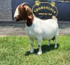 1+1X BOER GOAT STUD DOE SHONGOLOLO BOERBOKSTOET - 4