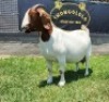 1+1X BOER GOAT STUD DOE SHONGOLOLO BOERBOKSTOET - 4