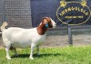 1+1X BOER GOAT STUD DOE SHONGOLOLO BOERBOKSTOET - 5