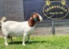 1+1X BOER GOAT STUD DOE SHONGOLOLO BOERBOKSTOET - 5