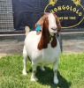 1+1X BOER GOAT STUD DOE SHONGOLOLO BOERBOKSTOET - 6