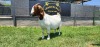 1+1X BOER GOAT STUD DOE SHONGOLOLO BOERBOKSTOET - 7