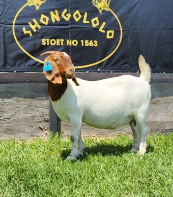 1+1X BOER GOAT STUD DOE SHONGOLOLO BOERBOKSTOET