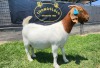 1+1X BOER GOAT STUD DOE SHONGOLOLO BOERBOKSTOET - 2