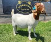 1+1X BOER GOAT STUD DOE SHONGOLOLO BOERBOKSTOET - 3