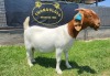 1+1X BOER GOAT STUD DOE SHONGOLOLO BOERBOKSTOET - 4