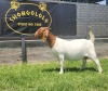 1+1X BOER GOAT STUD DOE SHONGOLOLO BOERBOKSTOET - 5