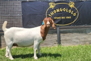 1X BOER GOAT PREGNANT FLOCK DOE SHONGOLOLO BOERBOKSTOET