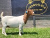 1X BOER GOAT PREGNANT FLOCK DOE SHONGOLOLO BOERBOKSTOET - 2