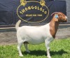 1X BOER GOAT PREGNANT FLOCK DOE SHONGOLOLO BOERBOKSTOET - 3