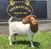 1X BOER GOAT PREGNANT FLOCK DOE SHONGOLOLO BOERBOKSTOET - 4