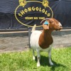 1X BOER GOAT PREGNANT FLOCK DOE SHONGOLOLO BOERBOKSTOET - 5