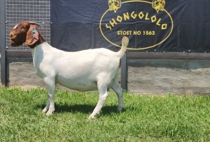 1+2X BOER GOAT FLOCK DOE SHONGOLOLO BOERBOKSTOET