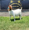 1+2X BOER GOAT FLOCK DOE SHONGOLOLO BOERBOKSTOET - 2