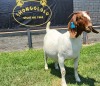 1+2X BOER GOAT FLOCK DOE SHONGOLOLO BOERBOKSTOET - 3