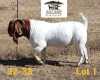 1X BOER GOAT FLOCK BUCK AUCAMP BOERDERY