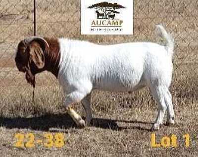 1X BOER GOAT FLOCK BUCK AUCAMP BOERDERY