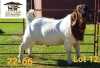 1X BOER GOAT FLOCK BUCK AUCAMP BOERDERY