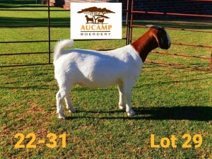 1X BOER GOAT PREGNANT STUD DOE AUCAMP BOERDERY