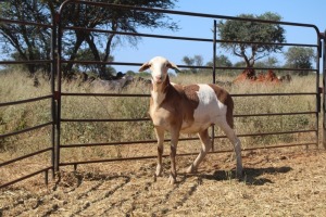 1X OOI/EWE Thaba Meatmasters - Chris Barkhuizen - 076 8506726 (Highest Bidder may choose A, B or C of Lot round or take all - Pay per piece. Choice once per Lot round, Rest to take all)