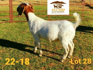 1X BOER GOAT FLOCK DOE AUCAMP BOERDERY