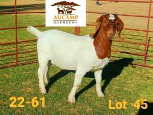 WITHDRAWN - 1X BOER GOAT DOE AUCAMP BOERDERY