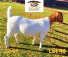 1X BOER GOAT STUD DOE AUCAMP BOERDERY